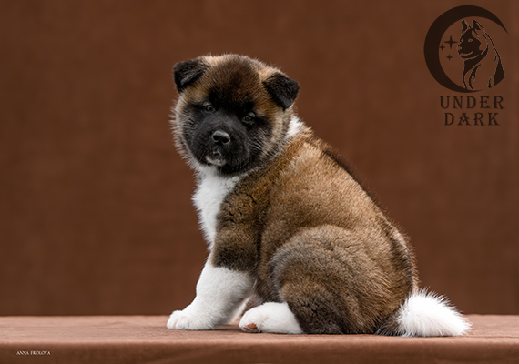 Щенки Американской акиты